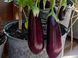 Step By Step Guide To Successful Edible Container Gardening Growing Vegetables Growing Eggplant Edible Garden