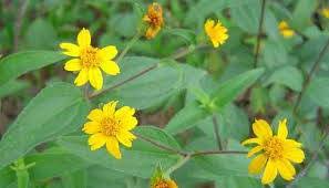 Image result for Aspilia kotschyi