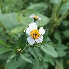 Image result for Bidens pilosa