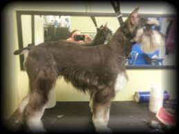Your beloved pet will have one on one attention, exclusive and professional pet grooming services, tons of love and care without leaving home! Miami Clips Grooming Miamiclipsgroom Twitter