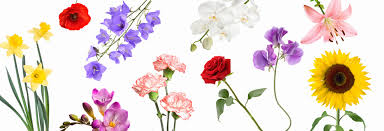 In general, the area of the major types of cut flowers and popular varieties of each species grown commercially are as shown in tables 1 and 2. Britain S Favourite Flower Revealed