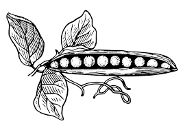 You can use our amazing online tool to color and edit the following vegetable garden coloring pages. 74 Vegetables Coloring Pages Free Printable Coloring Pages