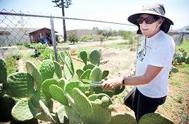 When you spend $150 at arizona cactus ranch, the shipping is on us! Spiny Sweet Prickly Pear Imparts Numerous Health Benefits Community Myheraldreview Com