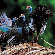 Big Birds That Look Like Turkeys Ocellated Turkey Meleagris Ocellata Turkey Breeds Big Bird Bird Species