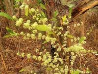 Image result for Vangueria apiculata