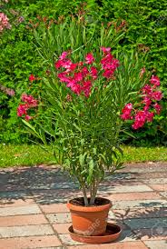 We did not find results for: Schoner Oleander Im Garten Lizenzfreie Fotos Bilder Und Stock Fotografie Image 75061908