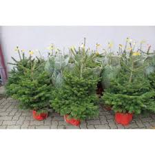 Sapin de noël nordmann en pot entre 150 et 175 cm, marcel âgé de 8 ans sera livré en pot puis récupéré après les fêtes pour vivre une seconde vie ! Sapin Nordmann En Pot Sapins En Pot Avec Racines Sapins Noel Fr