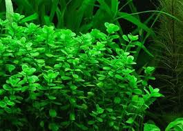 Image result for Bacopa monnieri