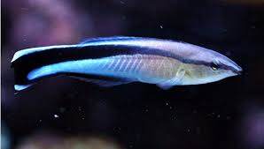 Blue Streak Cleaner Wrasse Jpg 599 340 Akvaryum Balik Okyanus