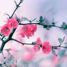 Spring Blooming Flower Cool Display Pictures Spring Flowers Wallpaper Flower Wallpaper Flower Iphone Wallpaper
