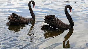 Swans (formed in 1982) is a highly respected american experimental rock band that emerged from the '80's new york no wave scene, from new york city, u.s. Back To Back Black Swans Are Looking More Like Vultures Articles Pig333 Pig To Pork Community