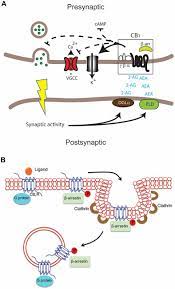 Frontiers Cannabinoid Receptors In The Central Nervous System Their Signaling And Roles In Disease Cellular Neuroscience