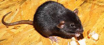 When you're choosing the right pest control company for your needs, you should consider a handful of important things. Choosing The Best Pest Control Company Impact News Forum