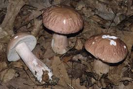 Image result for Boletus separans