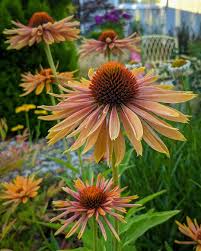Krystal Viking Flower Patch On Instagram Another Look At Big Kahuna Which Is Still Blooming And Still My Fa In 2020 Flower Patch Unique Gardens Flower Garden