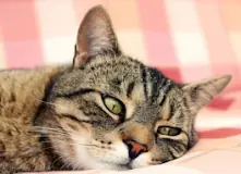 Image result for what is treatment for upper respiratory infection in cats