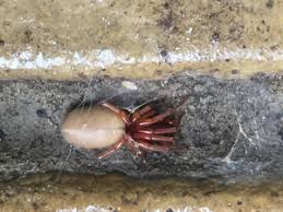 This spider belongs to the tetragnathidae (longjawed orbweavers) family. Spider With Cream Body And Red Legs Observation Uk And Ireland Ispot