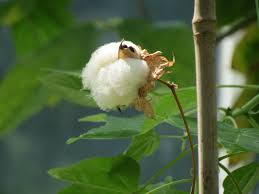 Image result for Gossypium barbadense