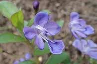 Image result for Rotheca quadrangulata