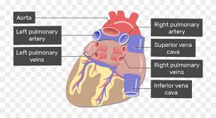 This is cat dissection, cardio lab, blood vessels #1 by lindsey wiggins on vimeo, the home for high quality videos and the people who love them. Labelled Image Of The Posterior View Of The Major Blood Major Blood Vessels In Heart Hd Png Download 770x406 3285683 Pngfind