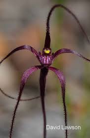 Image result for Erythrococca polyandra