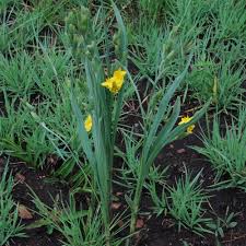 Image result for Hypoxis parvifolia