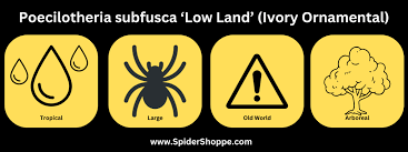 Image result for Centema subfusca