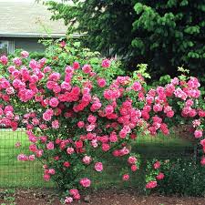 Pruning Roses For Health And Beauty Pruning Roses Types Of Rose Bushes Planting Roses