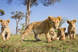 Liopn Cubs Animals Beautiful Animals Wild Wild Cats