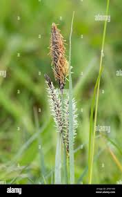 Image result for Carex steudneri