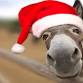 Holiday Mini Photoshoot w/ the Brayhope Donkeys event in Phoenix, NY