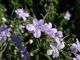 Image result for Barleria mackenii