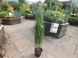 This plant has a tall and extremely narrow, columnar growth prior to shipping, your plant(s) are removed from their pots and any loose. Juniperus Virginiana Scopulorum Blue Arrow