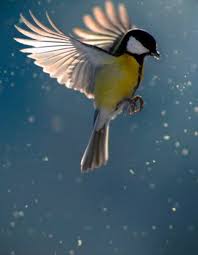 Colorful Birds Flying In The Sky Drawing Pin Pa Lil Birdie Told Me