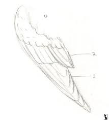 After this, you can go off and cre. Pin By Logan On Assassin Blades In 2021 Wings Drawing Art Reference Pose Drawing Bird