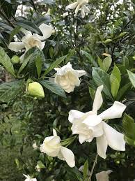 Gardenias Starting To Bloom Gardening Garden Diy Home Flowers Roses Nature Landscaping Horticulture Fragrant Flowers Bloom Gardenia Bush