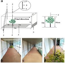Image result for Zygophyllum leucocladum