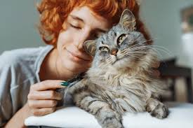 56+ Thousand Cat With Long Fur Royalty-Free Images, Stock Photos & Pictures 
