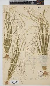 Image result for Sporobolus welwitschii