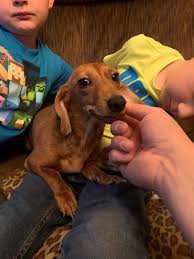 Something else that makes a difference is the experience of each of the dachshund breeders in iowa. Miniature Dachshund Puppies For Sale Fort Dodge Ia 307257