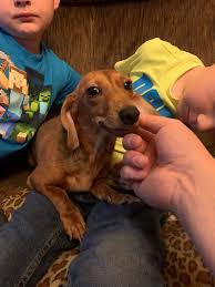 Schau dir angebote von ‪puppy puppies‬ auf ebay an. Miniature Dachshund Puppies For Sale Fort Dodge Ia 307257