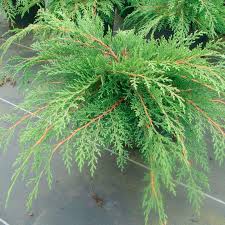 I have googled cypress request with graphql but i see lots of people mentioning mock up server, stub and so on. Microbiota Decussata Siberian Carpet Cypress Paramount Nursery Inc