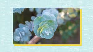 It contains menthol, which can help ease pain and relax muscles. Best Essential Oils And Scents For Headache And Migraine Everyday Health