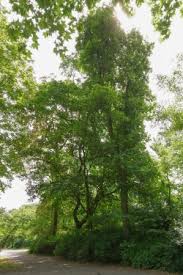 Ab jetzt im botanischen botanischer garten der universität ulm: Photos Of Shagbark Hickory Trees Carya Ovata In Germany Monumentaltrees Com