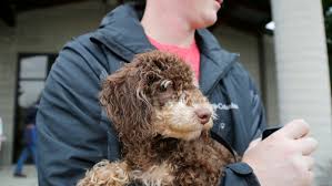 Visit your local cincinnati petsmart store for essential pet supplies like food, treats and more from top brands. First Group Of Dogs Rescued In Warren County Are Up For Adoption
