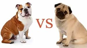 Looking for an english bulldog puppy to bring home? English Bulldog Vs Pug Which Dog Makes The Best Pet