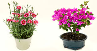 Looking For Some Sunny Flower Plants Here Are 10 Best Summer Pick Top 10 Plants Nurserylive Wikipedia