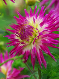 نتیجه جستجوی لغت [veritable] در گوگل