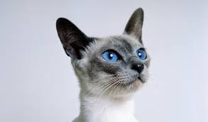 I named my boy artemis but everybody calls hin arty. Siamese Cat Breed Information