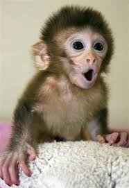 Monkeys Born From Eggs That Got Dna Swap Cute Baby Monkey Pet Monkey Cute Baby Animals